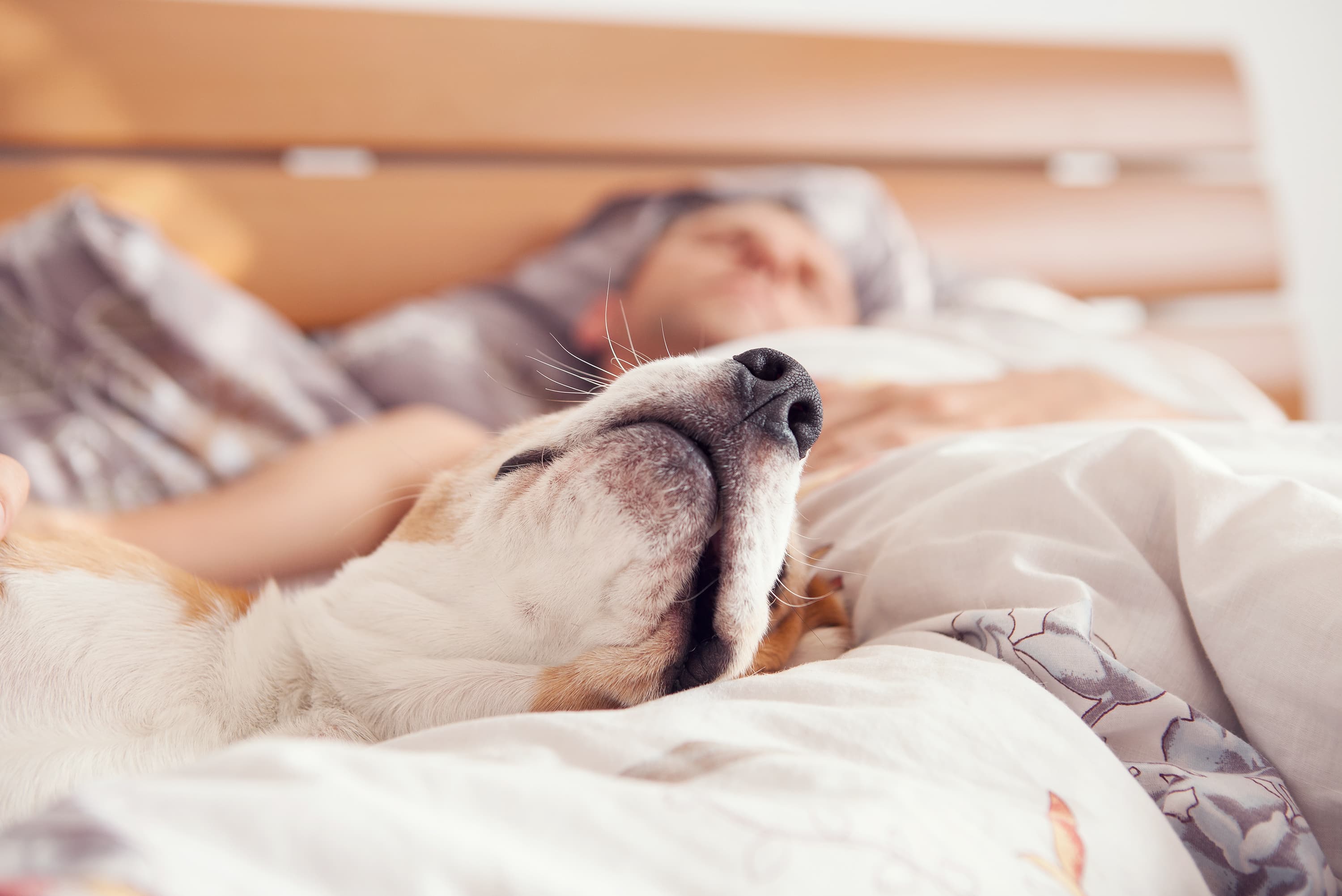 A guy and his dog lying in a Leesa bed