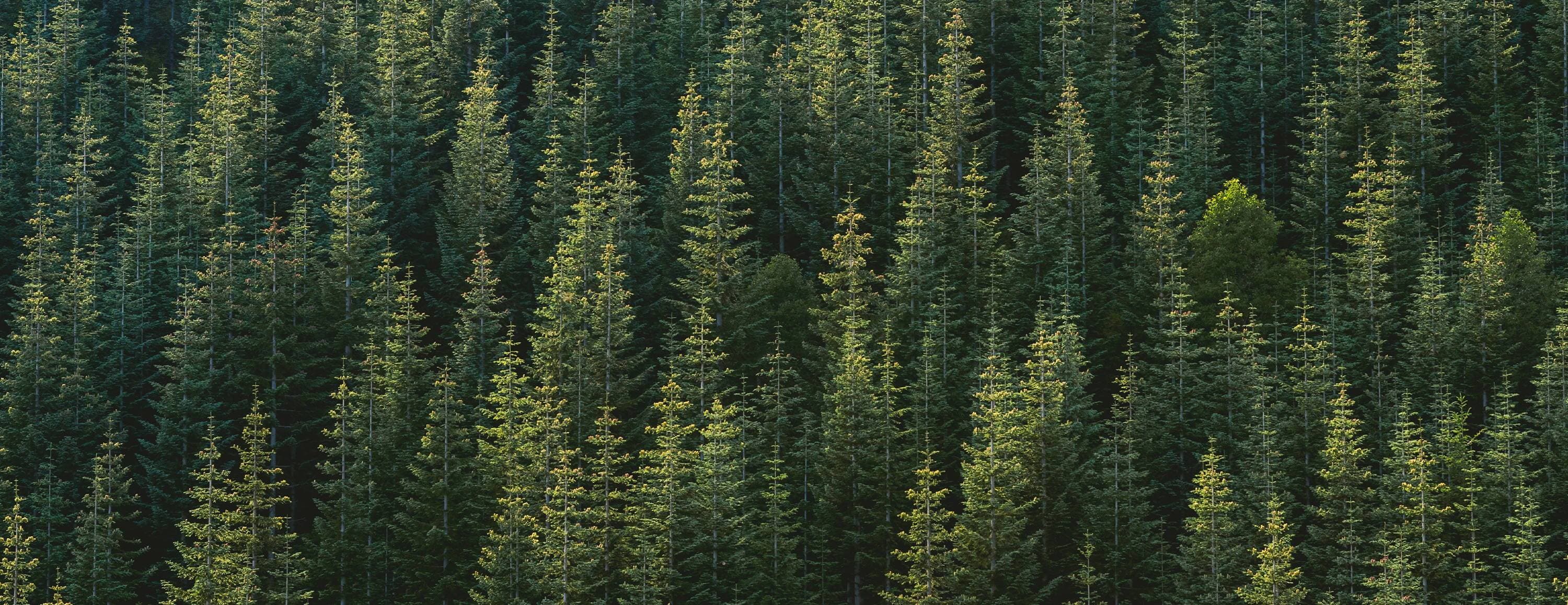 A green forest of pine trees for Leesa's green commitment