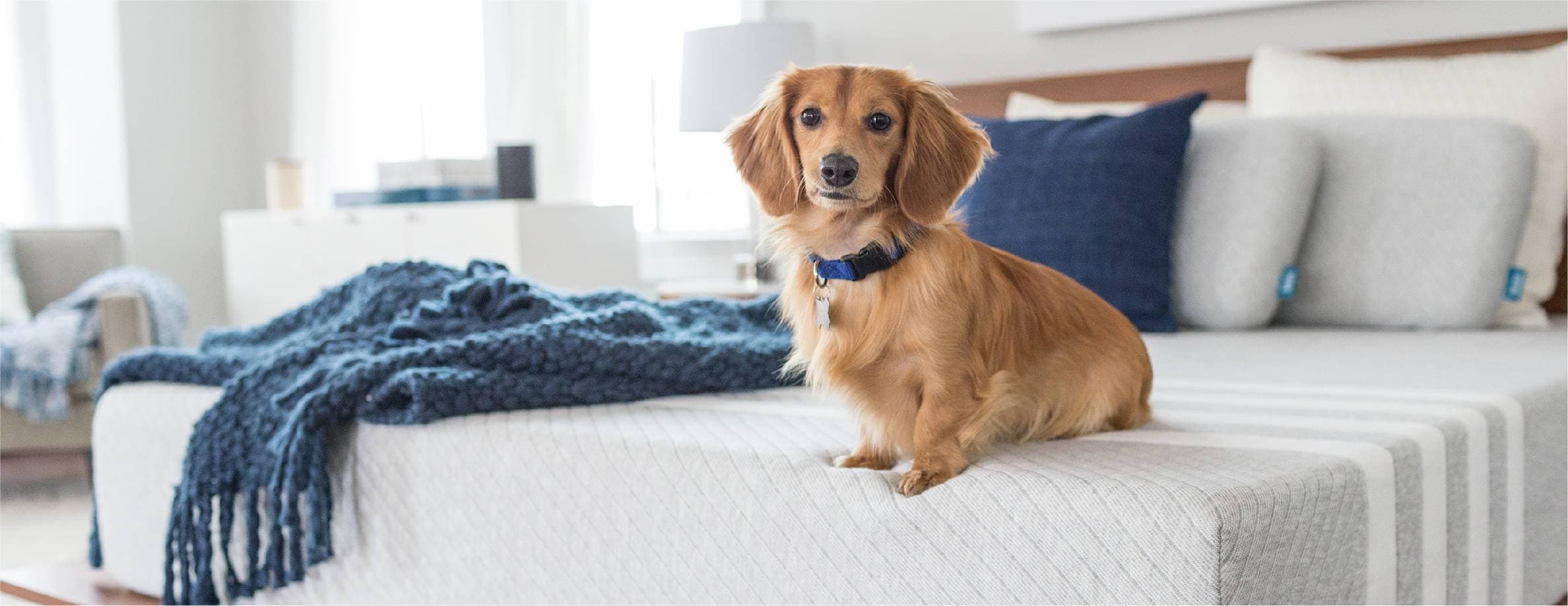 Small dog on a Leesa mattress