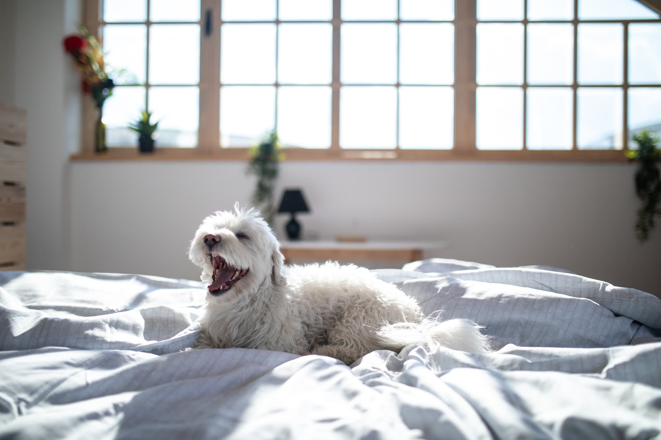 A dog lying on Leesa bed sheets